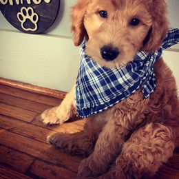 Bernedoodle, Cockapoo, and Goldendoodle Puppies from Danie’s Darling Doodles LLC