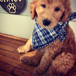 Bernedoodle, Cockapoo, and Goldendoodle Puppies from Danie’s Darling Doodles LLC