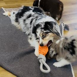 Kiki - Toy Australian Shepherd