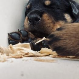 Rottweiler Puppies from Vom Arnold-Hause Rottweilers