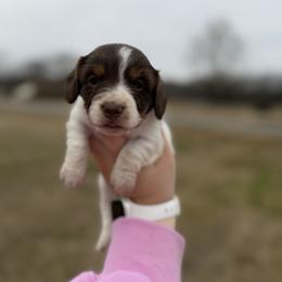 Aurora - Piebald female Dachshund puppy in Mc Alester, Ok, Oklahoma from New Hope Miniature Dachshunds