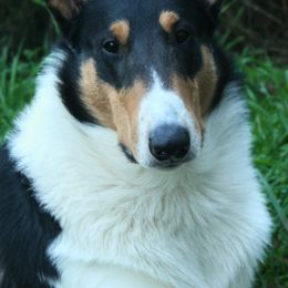 Pilot - Collie