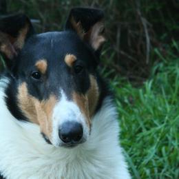 Pilot - Collie