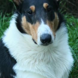 Pilot - Collie