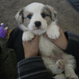 Lola - Blue merle and white female Cardigan Welsh Corgi puppy in Greenwood, Missouri from Nukee Beagles and Corgis