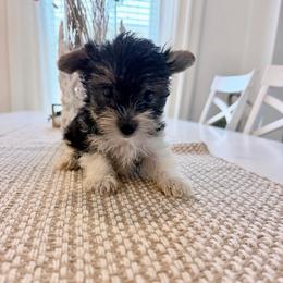 Flynn 2250 Back to school special - Black tan and white male Biewer Terrier puppy in Cartersville, Georgia from Alpha Tiny Paws