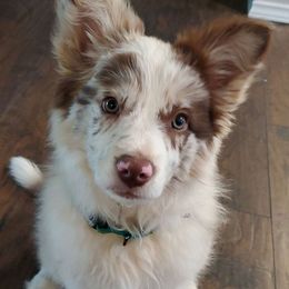 Aussiedoodles and Bordoodles from Texas Made Doodles