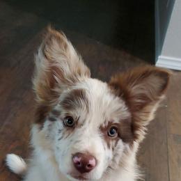 Aussiedoodles and Bordoodles from Texas Made Doodles