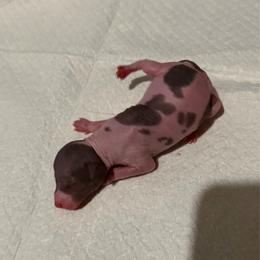 Chalupa - White and black male Xoloitzcuintli puppy in Manitowoc, Wisconsin from Wonderland Kennel