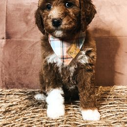 Goldendoodle Puppies from The Doting Doodle