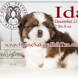 Ida - Black gold and white female Shih Tzu puppy in Muskogee, Oklahoma from House Sakura Shih Tzu