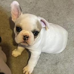French Bulldogs from AC/DC French Bulldogs of Hampton Roads
