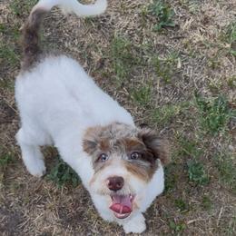 Remi - Tri-color female Bernedoodle puppy in Greenville, Texas from Doodles of Promise