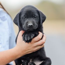 White Girl - Black female Labrador Retriever puppy in Pasco, Washington from Mid-Columbia Labradors