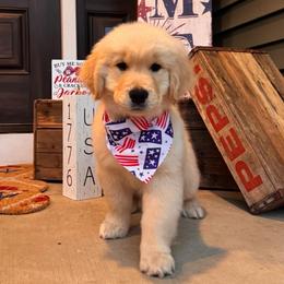 Yellow Girl - Golden female Golden Retriever puppy in Silver Lake, Indiana from Seven Hills Goldens