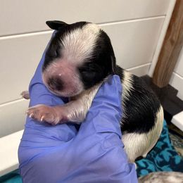 Ember - Parti female Miniature Schnauzer puppy in Silver Creek, Mississippi from Mamie’s Minis, LLC