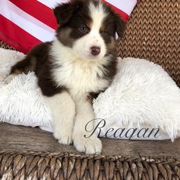 Australian Shepherd Puppies from Pine Grove Aussies