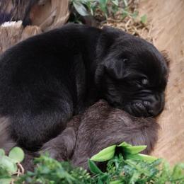 Boy 6 - male Labrador Retriever puppy in Plymouth, North Carolina from Duck Creek Kennels