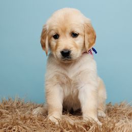 Gunner - Golden Golden Retriever puppy in Heber City, Utah from Wasatch Back Companions