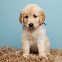 Gunner - Golden Golden Retriever puppy in Heber City, Utah from Wasatch Back Companions