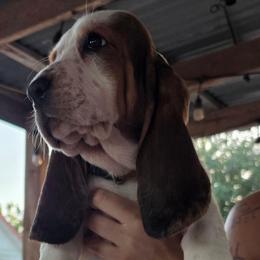 Tri female - Black brown and white female Basset Hound puppy in Mercedes, Texas from Long's Mount Olympus Basset Hounds