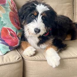 Bernedoodle Puppies from Pleasant Creek Minibernedoodles