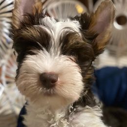 Chandler - Chocolate tan and white Biewer Terrier puppy in La Porte, Indiana from Port-au-Prints