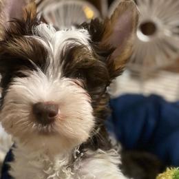 Chandler - Chocolate tan and white Biewer Terrier puppy in La Porte, Indiana from Port-au-Prints