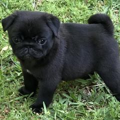 Bulldog and Pug Puppies from JR’s Pugs