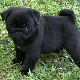 Bulldog and Pug Puppies from JR’s Pugs