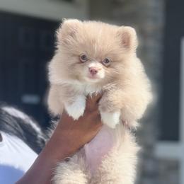 Finkey - Lavender male Pomeranian puppy in Brentwood, California from Royalpawpoms