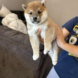 Shiba Inu Puppies from Adrianna Garduno