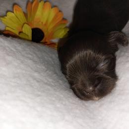 Luci - Chocolate female Shih Tzu puppy in Arcadia, Florida from Kitsune Cuddles and kisses