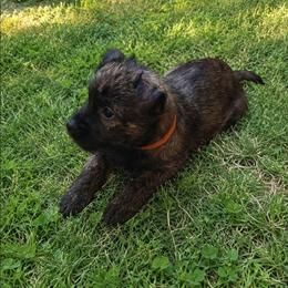 Black Brindle - Wheaten female Cairn Terrier puppy in Centerville, Texas from Cedar Forrest Terriers LLC (Cairns & Australian Terriers)