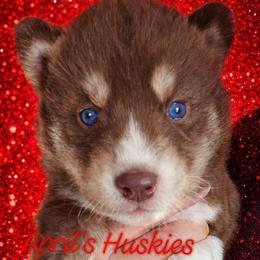 Red collar boy - Red and white male Siberian Husky puppy in Terre Haute, Indiana from April's Huskies