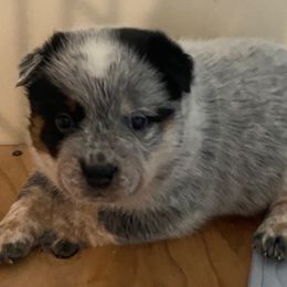 Boy 1 - male Australian Cattle Dog puppy in Libby, Montana from RnB Cattle Dogs LLC