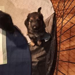 Girl 4 lavender collar - Black and tan female German Shepherd puppy in Nye, Montana from Duke AKC Shepherds