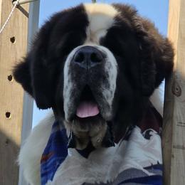 Saint Bernards from Loyal Ridge Saint Bernards