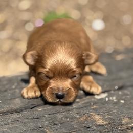 Havapoo puppies from Denise Clark