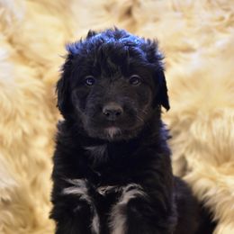 Bordoodle Puppies from Indiana Bordoodles