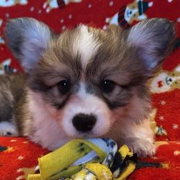 Girl 2 - female Pembroke Welsh Corgi puppy in Coeur D'alene, Idaho from Esther's Pembroke Welsh Corgis