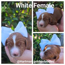 White - Red  female Goldendoodle puppy in Upland, California from Hartman Goldendoodles