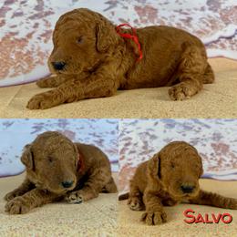 Salvo - Red  male Poodle puppy in Swansboro, North Carolina from Monarch Standard Poodles