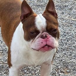 Hercules - Boston Terrier