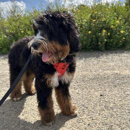 Bernedoodle Puppies from Sweet Pea Bernedoodles