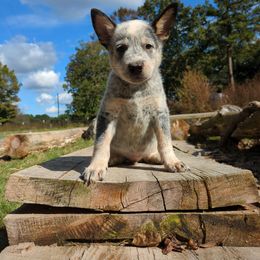 Trout - Blue mottled male Australian Cattle Dog puppy in Mena, Arkansas from Red Desert Australian Cattle Dogs