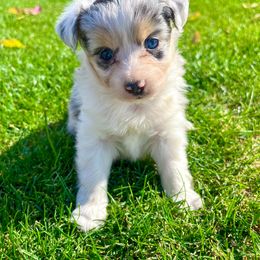 Miniature Australian Shepherd, Pembroke Welsh Corgi, and Toy Australian Shepherd Puppies from Spring Creek Aussies + Corgis