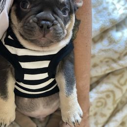 French Bulldog Puppies from Baby Bear Frenchies