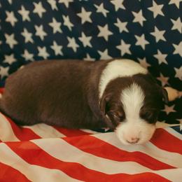 Patriot - Red tri-color male Australian Shepherd puppy in Cotati, California from Tried and True Aussies