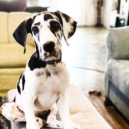 Great Dane Puppies from Dynamic Danes